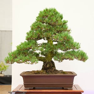 White pine - 41 years