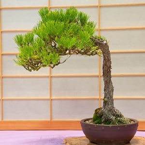 Japanese black pine - 40 years