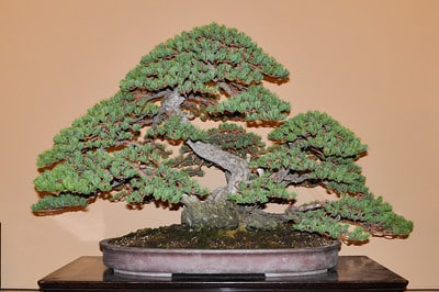 Five needle pine