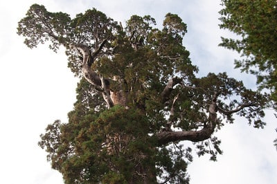 General Grant tree apex