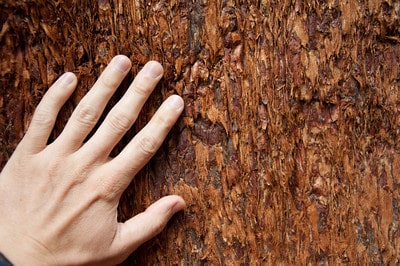 Sequoia bark