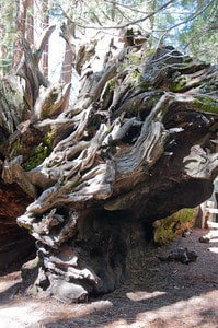 Sequoia deadwood