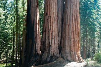 Sequoias in close proximity
