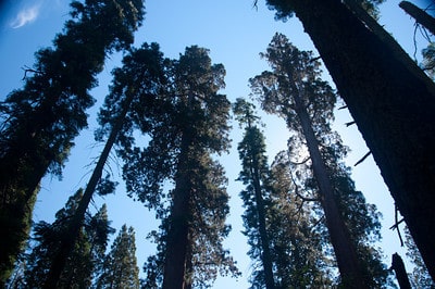 Foreboding sequoias