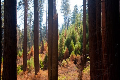 Young sequoias damaged by fire