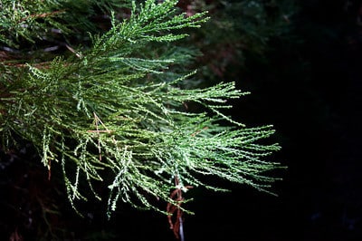 Sequoia foliage