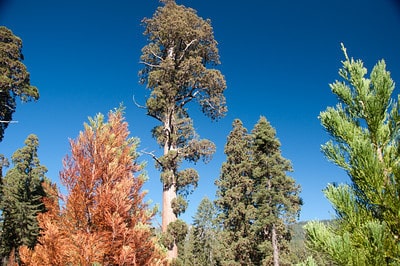 Mature sequoia