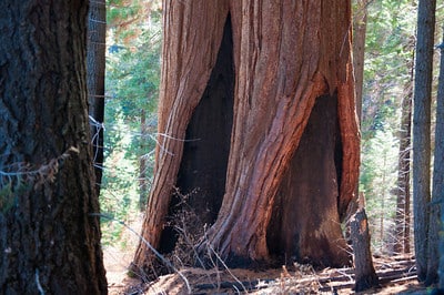 Fire damaged sequoias