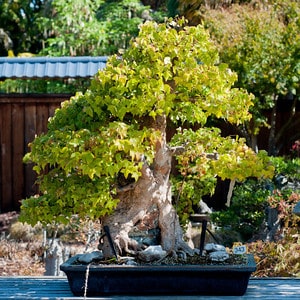 Trident maple - started from seed 1974