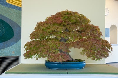 Large Japanese maple
