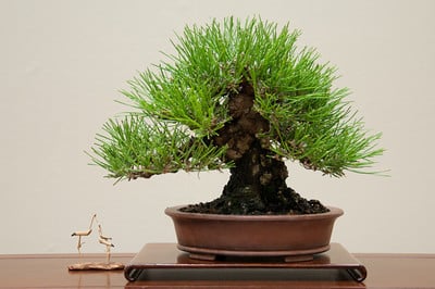Shohin pine