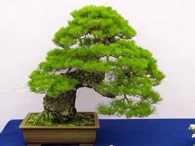 Japanese black pine - survived Hiroshima