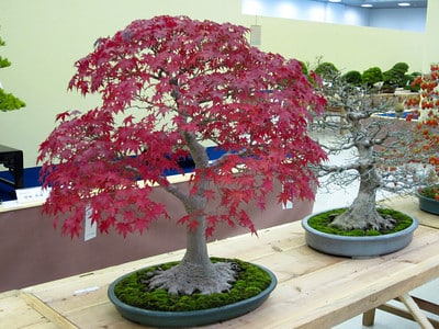 Beautiful red maple