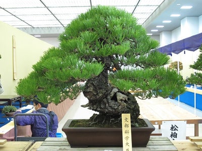 Prize-winning pine