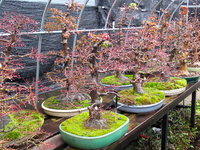 Japanese maples in training