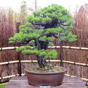 Large black pine