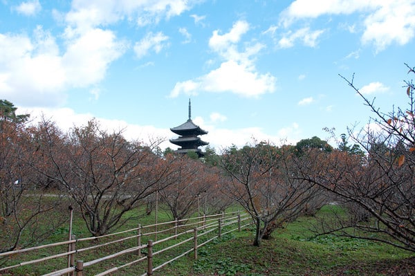 Omuro-zakura - cherry trees