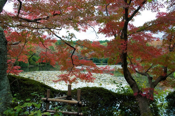 Pond seen through maple foliage