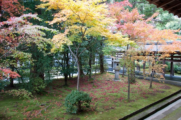 Maples in a side garden