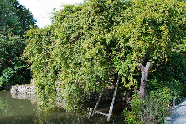 Large wisteria