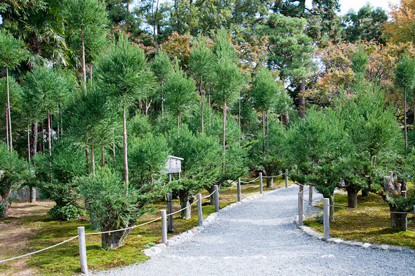 Mini tsugi forest