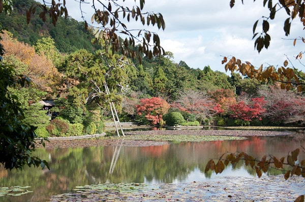 Old tsugi leaning over Kyoyochi Pond