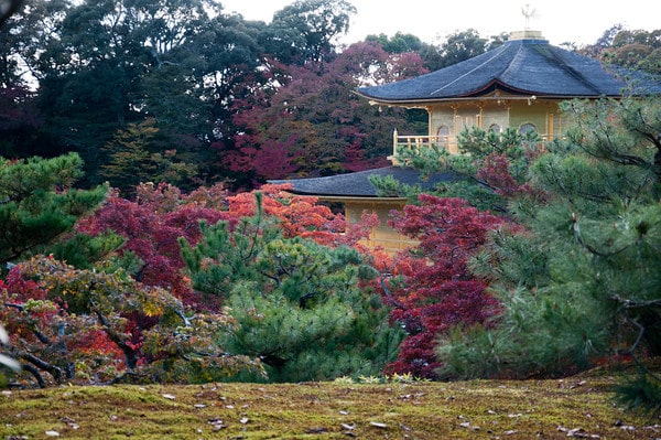 Kinkaku and koyo (fall color)