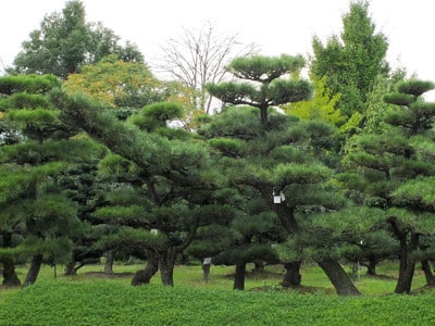 Garden pines