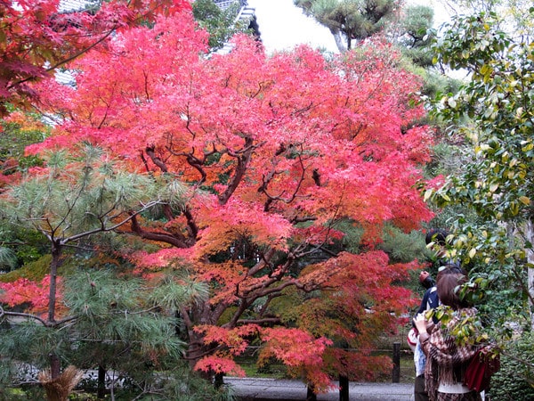 Seiryo-ji Temple gardens