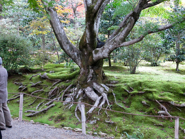 Big roots at Jojakko-ji