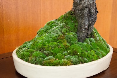 Mountain of moss