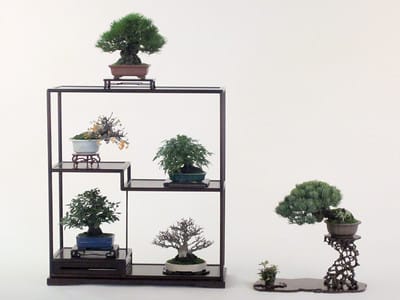 Shohin bonsai