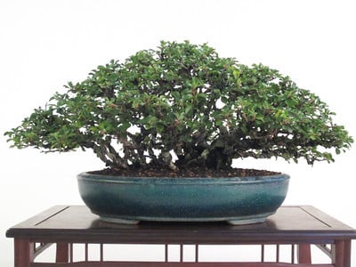 Broadleaf bonsai