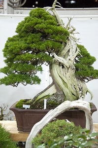 Shimpaku - important bonsai masterpiece