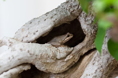 Frog hiding in bougainvillea