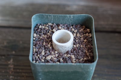 Bonsai soil around cylinder