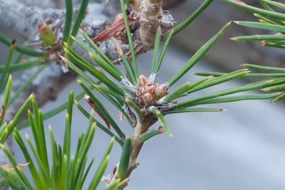 Red pine buds - 18 days after decandling