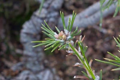 Red pine buds - 18 days after decandling