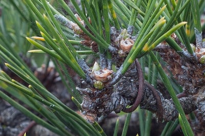 Cork bark black pine - 10 days after decandling