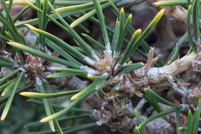 Japanese black pine - 10 days after decandling