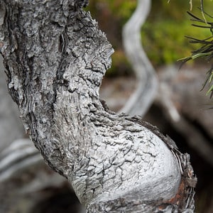 Ponderosa pine deadwood