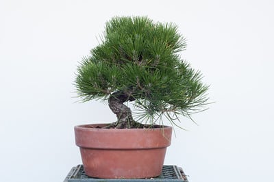 Black pine before decandling