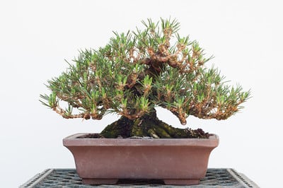 Shohin black pine - front