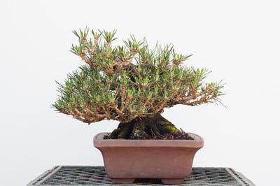 Shohin black pine - right side