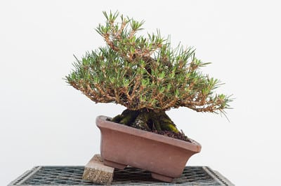 Shohin black pine - front raised