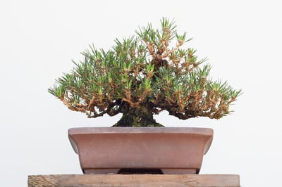 Shohin black pine - with front raised