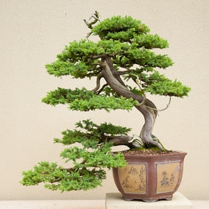 Formosan juniper