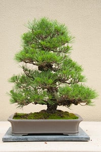 Corkbark Japanese Black Pine
