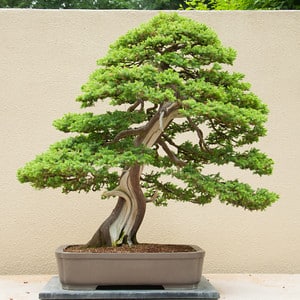 Formosan juniper