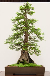 Coast redwood - about 50 years old